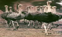Ostrich Kebab